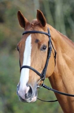 Aviemore Raised Cavesson Bridle Black