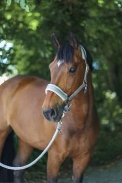 Covalliero Halter Light Griege