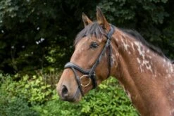 Cameo Equine Ecosoft Enigma Bridle -Pet Supply Store 0023550 cameo equine ecosoft enigma bridle