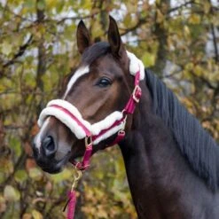 Covalliero Halter Winter Rose