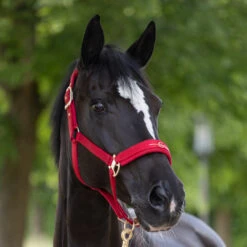 Covalliero Headcollar Chilli Pepper