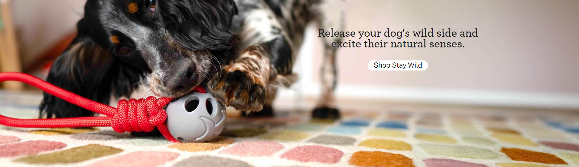 Pet Supply Store -Pet Supply Store FGHGFH